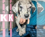 Small Photo #1 Great Dane Puppy For Sale in COLUMBUS, OH, USA
