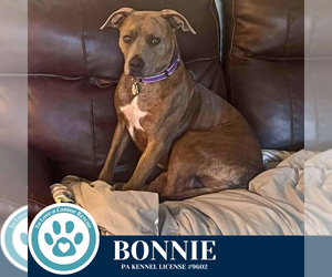 American Pit Bull Terrier-Unknown Mix Dogs for adoption in Kimberton, PA, USA