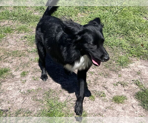 Medium Photo #8 Mutt Puppy For Sale in Brewster, NY, USA