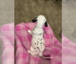 Small #3 Dalmatian