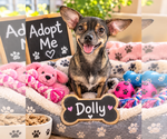 Dolly - Female Chiweenie Dog for Adoption - Small photo