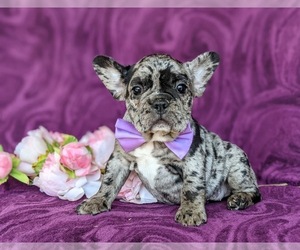 Beabull-French Bulldog Mix Puppy for sale in HONEY BROOK, PA, USA