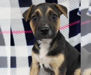 Mutt Dogs for adoption in Thief River Falls, MN, USA