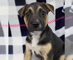 Small Mutt