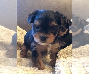Yorkshire Terrier Puppy for Sale in SILVER CREEK, Georgia USA