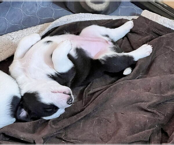 Medium Photo #11 Mutt Puppy For Sale in Holly Springs, NC, USA