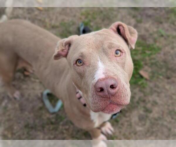 Medium Photo #4 American Staffordshire Terrier-Unknown Mix Puppy For Sale in Ocala, FL, USA