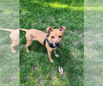 Small #4 Bulldog Mix