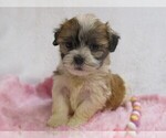 Small #4 Zuchon