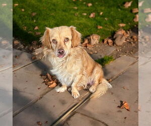 Colonial Cocker Spaniel Dogs for adoption in Menifee, CA, USA