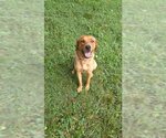 Small #8 Coonhound Mix