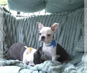 Boston Terrier Puppy for sale in MINERAL WELLS, WV, USA