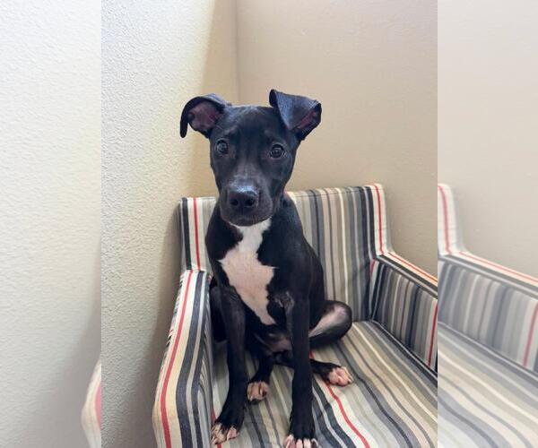 Medium Photo #7 Labrador Retriever-Unknown Mix Puppy For Sale in Rockwall, TX, USA