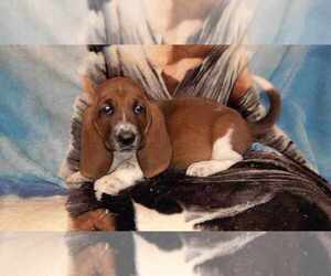 Basset Hound Puppy for sale in SALEM, WV, USA