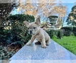 Small #114 French Bulldog