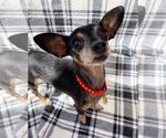Small #3 Chihuahua Mix