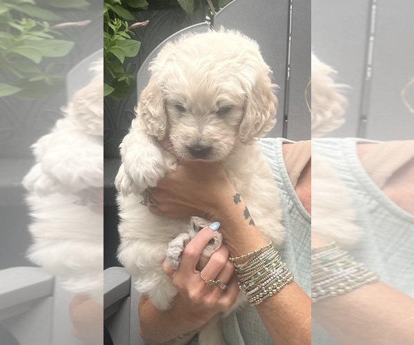Medium Photo #9 Goldendoodle mix (+ Poodle Standard) Puppy For Sale in HATTIESBURG, MS, USA