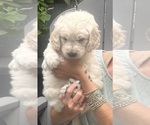 Small Photo #9 Goldendoodle mix (+ Poodle Standard) Puppy For Sale in HATTIESBURG, MS, USA