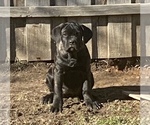 Small Photo #22 Cane Corso Puppy For Sale in ZEBULON, NC, USA