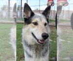 Small #1 Huskies  Mix