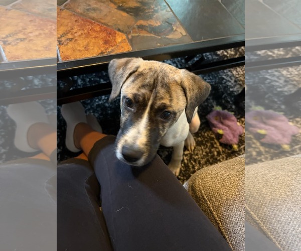 Medium Photo #10 Labrador Retriever-Unknown Mix Puppy For Sale in Holly Springs, NC, USA