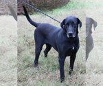 Small Great Dane Mix