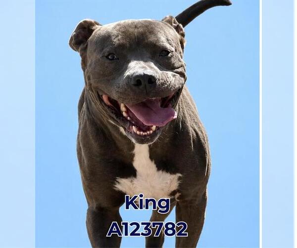 Medium Photo #3 Mutt Puppy For Sale in HESPERIA, CA, USA