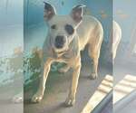 Small #1 Mutt