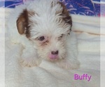 Small #1 Yorkipoo