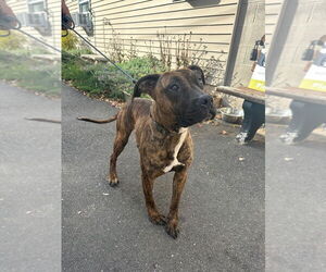 Cassie - Female American Staffordshire Terrier Dog for Adoption - Photo #4