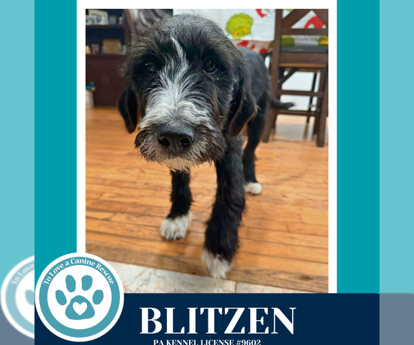 Medium Photo #4 Labrenees Puppy For Sale in Kimberton, PA, USA