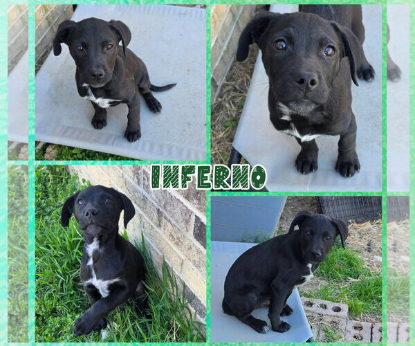 Medium Photo #3 Labrador Retriever-Unknown Mix Puppy For Sale in Blacksburg, SC, USA