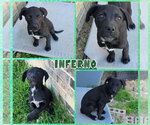 Small #2 Labrador Retriever Mix