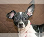 Small #3 Chihuahua Mix