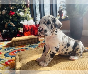 Great Dane Puppy for sale in CORBIN, KY, USA