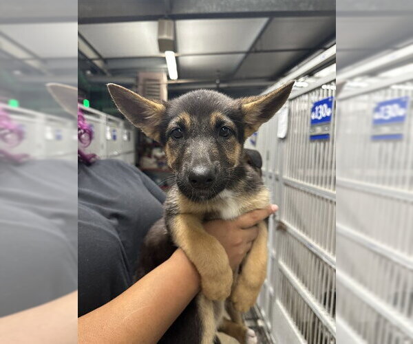 Medium Photo #1 German Shepherd Dog-Unknown Mix Puppy For Sale in Stockton, CA, USA