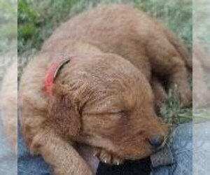 Golden Retriever Puppy for sale in SAINT IGNATIUS, MT, USA