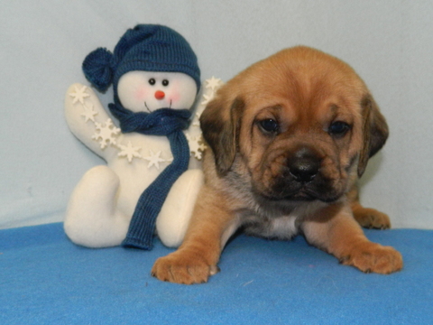 Medium Photo #4 Puggle Puppy For Sale in WARSAW, NY, USA