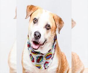 Mutt Dogs for adoption in Sanford, FL, USA