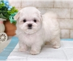 Small Photo #8 Maltese Puppy For Sale in SAN FRANCISCO, CA, USA