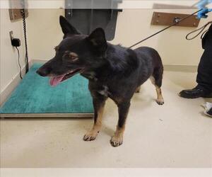 German Shepherd Dog-Unknown Mix Dogs for adoption in Fremont, CA, USA