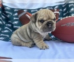 Small #2 English Bulldog