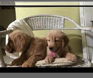 Golden Retriever Puppy for sale in SACRAMENTO, CA, USA