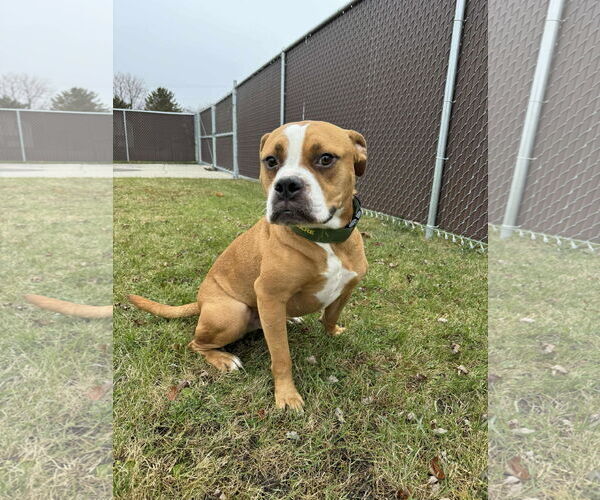 Medium Photo #3 Boxer-Unknown Mix Puppy For Sale in Burnsville, MN, USA