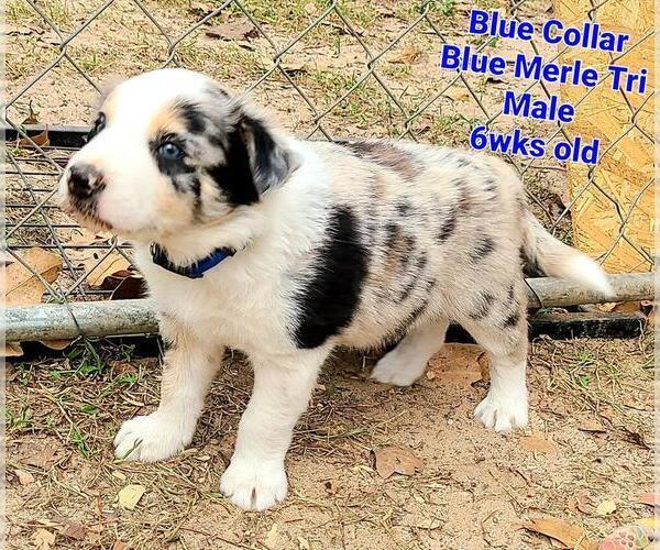 Medium Photo #8 Border Collie Puppy For Sale in ELMENDORF, TX, USA