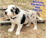 Small Photo #8 Border Collie Puppy For Sale in ELMENDORF, TX, USA
