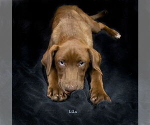 Catahoula Leopard Dog-Labrador Retriever Mix Dogs for adoption in Hot Springs Village, AR, USA