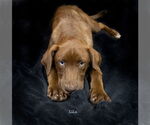 Small Catahoula Leopard Dog-Labrador Retriever Mix