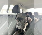 Small #1 Boxer