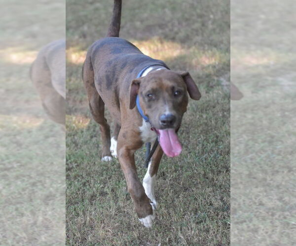 Medium Photo #2 Catahoula Leopard Dog-Unknown Mix Puppy For Sale in Boston, MA, USA